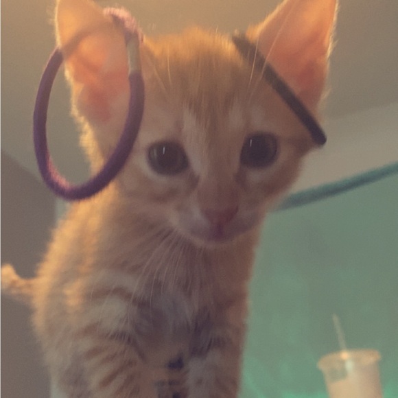 Meet your Posher, Ruby - Picture 1 of 1